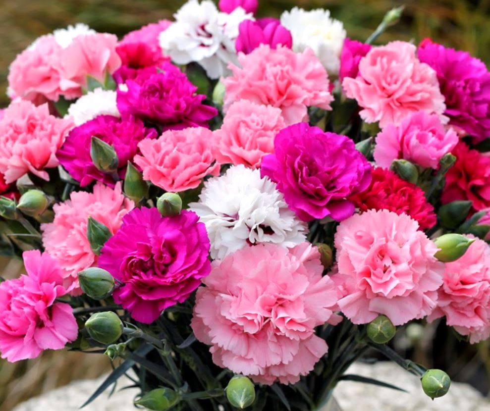 Ý Nghĩa Hoa Cẩm Chướng: Biểu Tượng Ngọt Ngào Của Tình Yêu - Hoa Sài Gòn