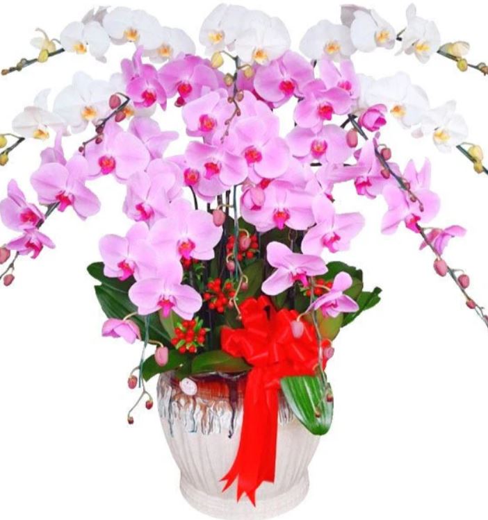 Hoa Khai Trương Lan Hồ Điệp - Hoa Sài Gòn