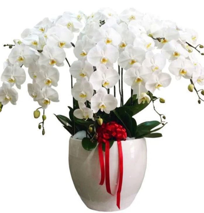 Hoa Lan Hồ Điệp Mừng Khai Trương - Hoa Sài Gòn