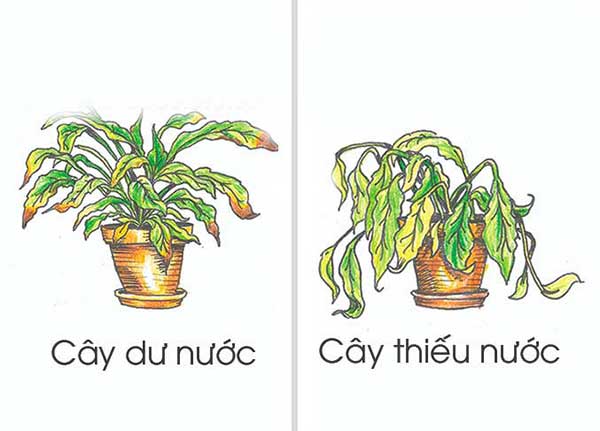 Mẹo phân biệt cây thiếu nước hay thừa nước và cách phục hồi nhanh chóng - Hoa Sài Gòn