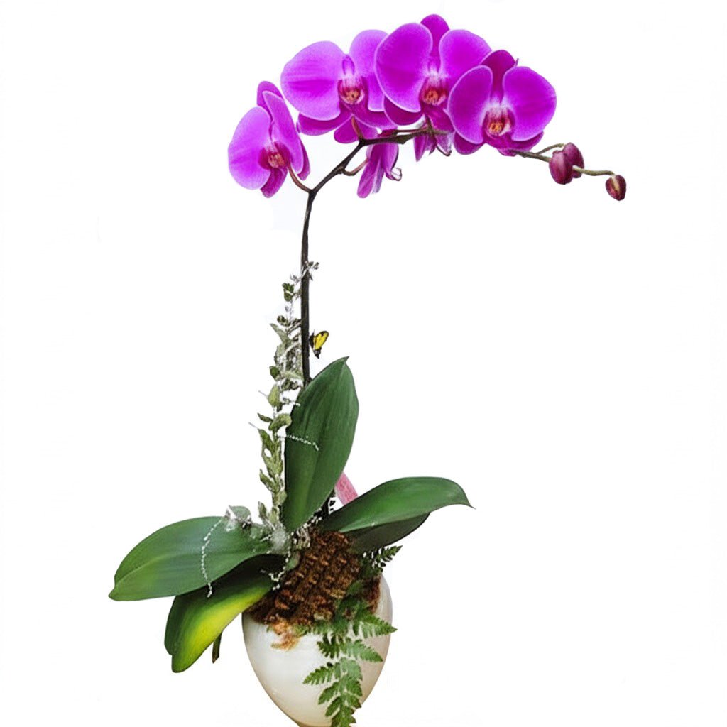 Chậu lan hồ điệp đơn đẹp giá cực tốt - Hoa Sài Gòn