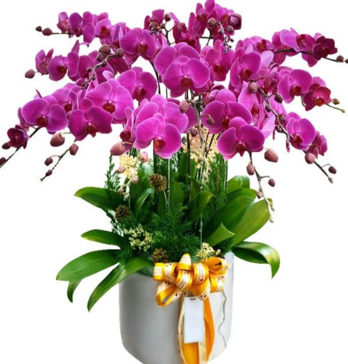 Mẫu Chậu Hoa Lan Hồ Điệp Đẹp Nhất - Hoa Sài Gòn