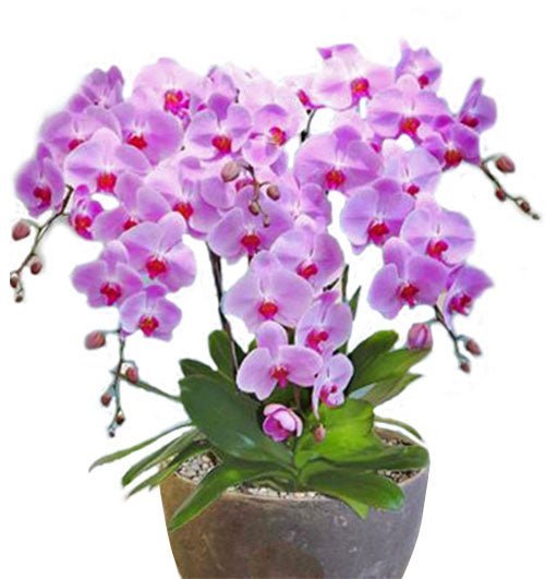 An Tím Cửu Niên