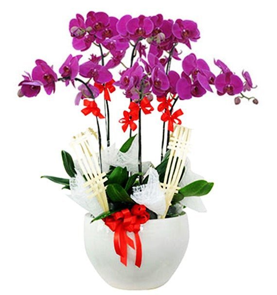 Ánh Mộng