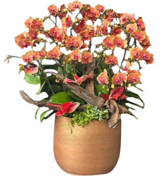 Cam Lộc Đầu Năm