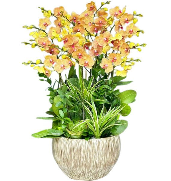 Cam Tâm Khai Lộc