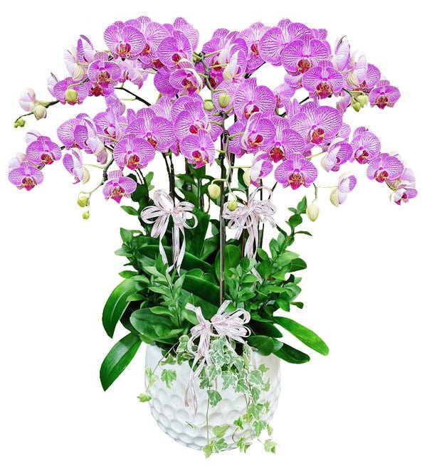 Cửu Hoa Vinh Qúy