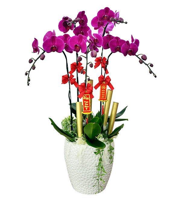 Cửu Vương Tử Hương