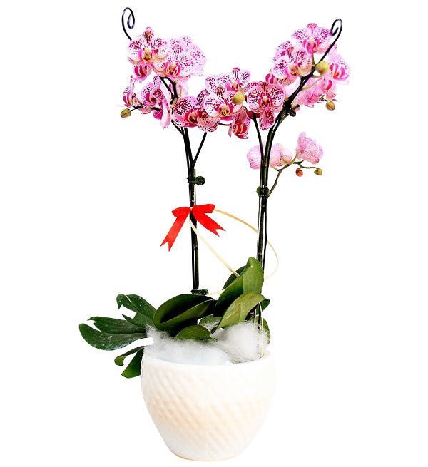 Giai Điệu Dịu Êm