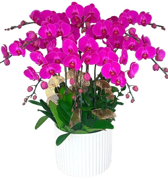Hồ Điệp Mở Tiệc