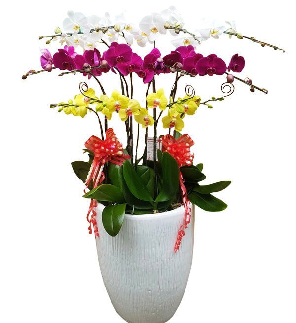 Hoa Lộc Tặng Người