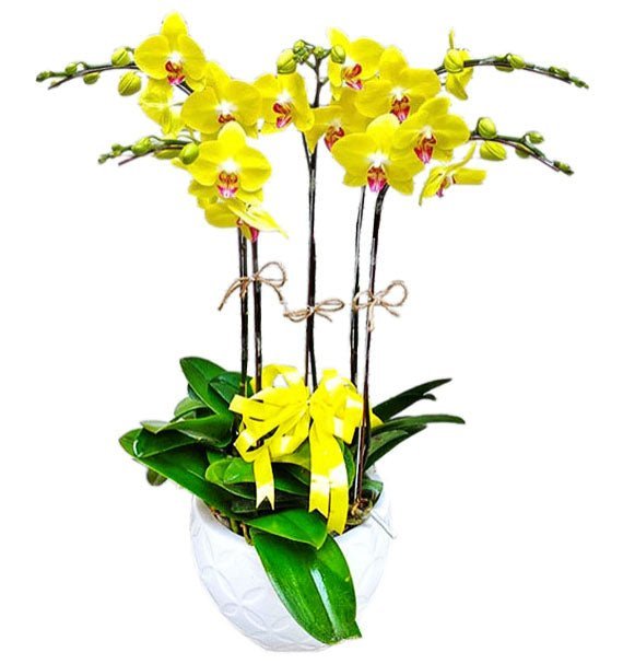 Hoàng Sắc