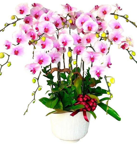 Hồng Diễm Phúc