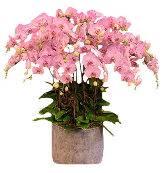 Hồng Lụa Cao Sang