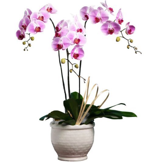 Hồng Mộng Mơ