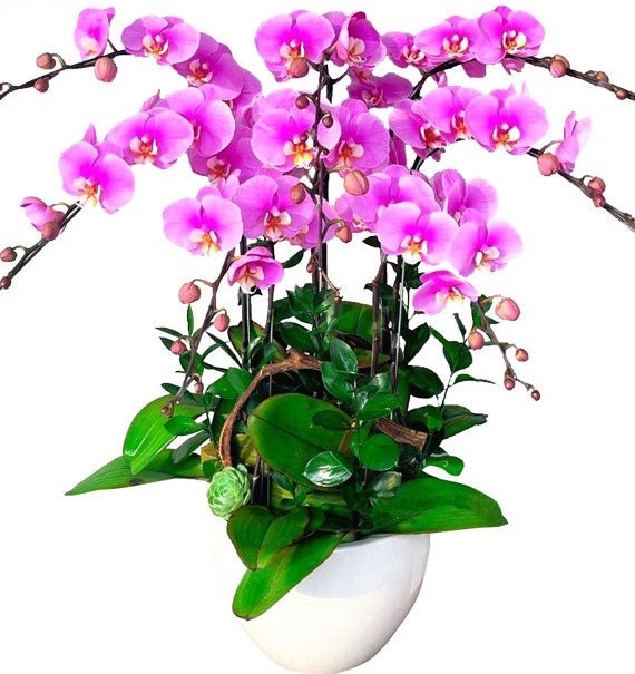 Hồng Nhân Phúc