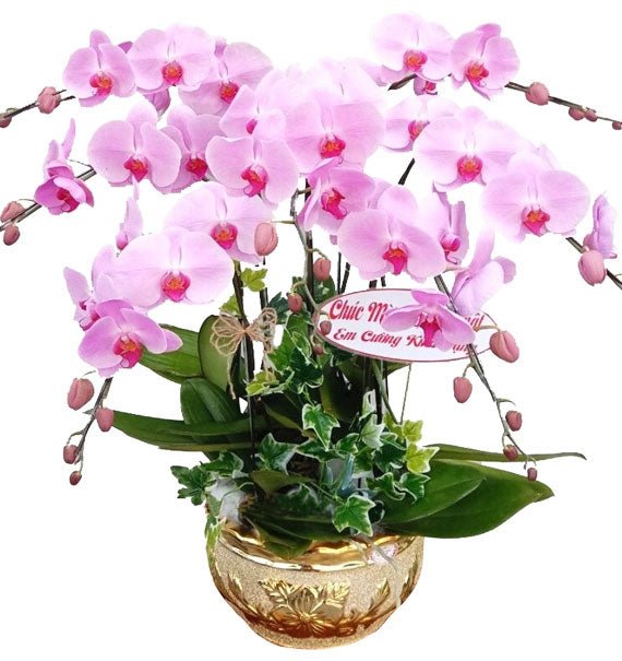 Hồng Như Mộng
