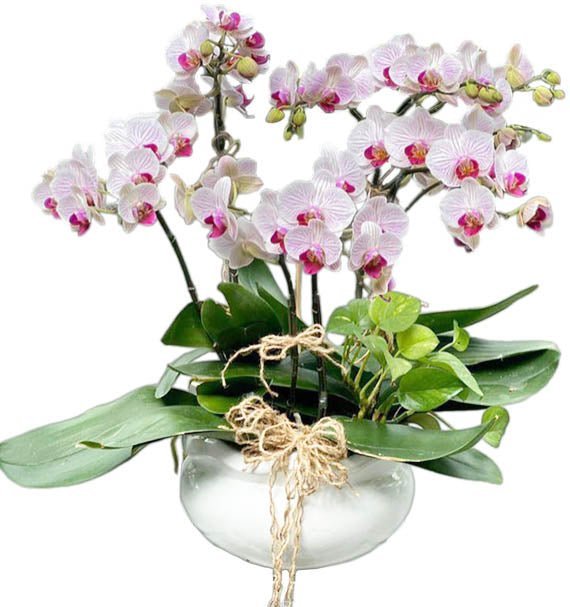 Hồng Tuyết