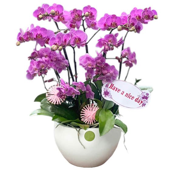 Lan Hồ Điệp Mini 02 - Hoa Sài Gòn