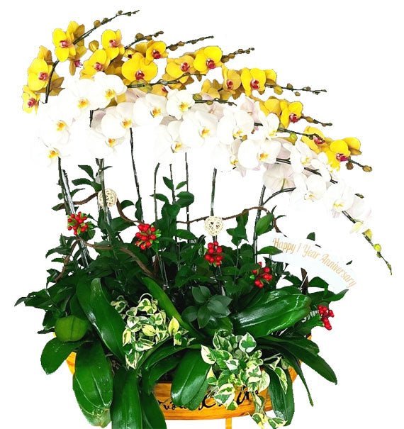 Lan Hoàng Lộc