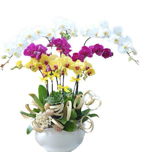 Lan Sắc Khởi Đầu