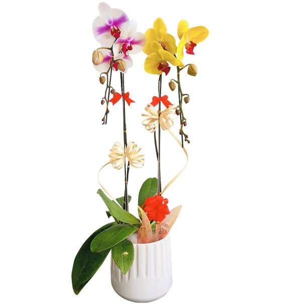 Lứa Đôi Hạnh Phúc
