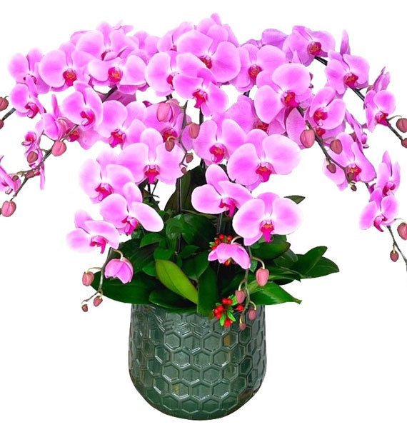 Lụa Hồng Mừng Tuổi Mới - Hoa Sài Gòn