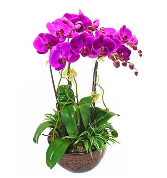 Mộng Tím Thanh Xuân - Hoa Sài Gòn