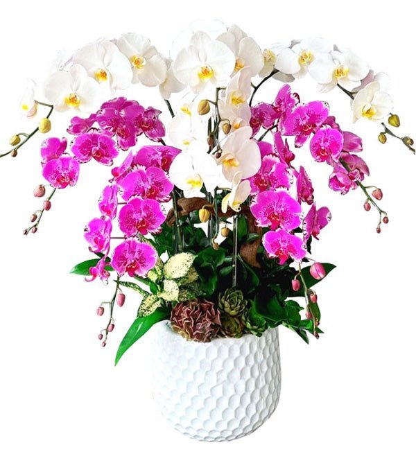 Mừng Tuổi Rạng Ngời