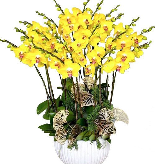 Nắng Vàng Thịnh Vượng