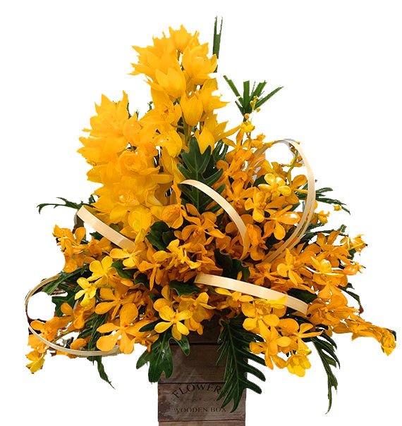 Nắng Vàng Trên Cánh Lan