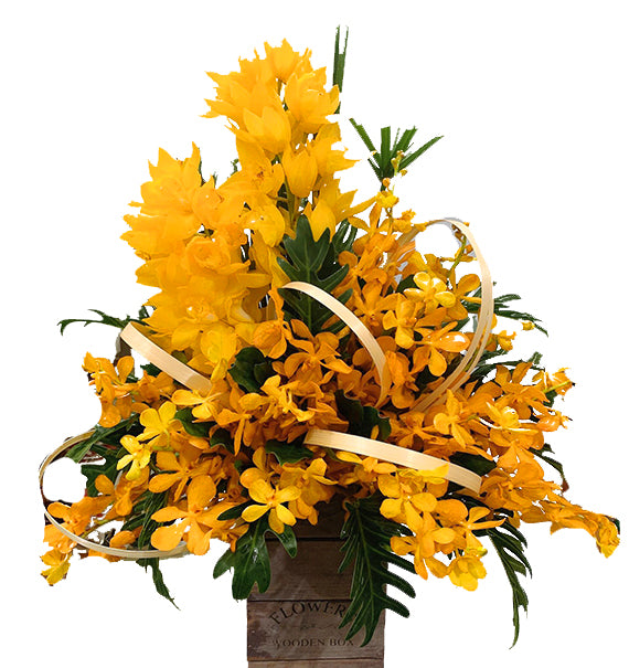 Nắng Vàng Trên Cánh Lan