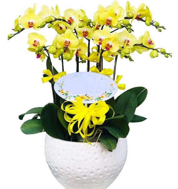 Ngọc Lan Cửu Qúy