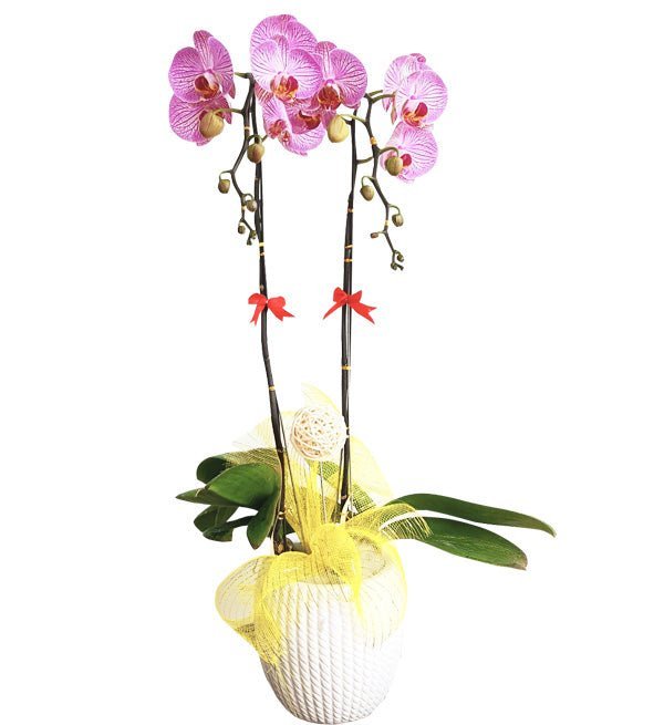 Nhị Hoa Khai Lộc