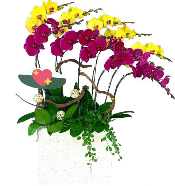 Orchid & Flavor