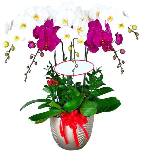 Orchidbloom