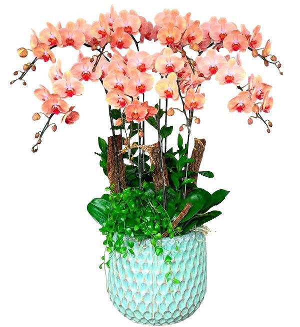 Phát Lộc Rạng Ngời