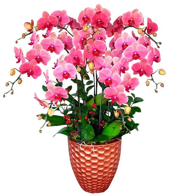 Phát Lộc Vươn Xa