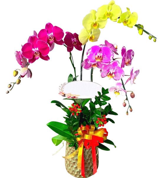 Phú Qúy Đa Sắc