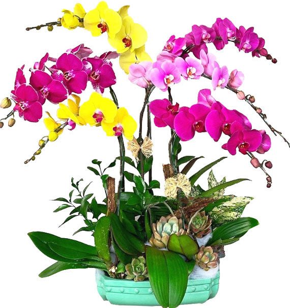 Rainbow Blooming