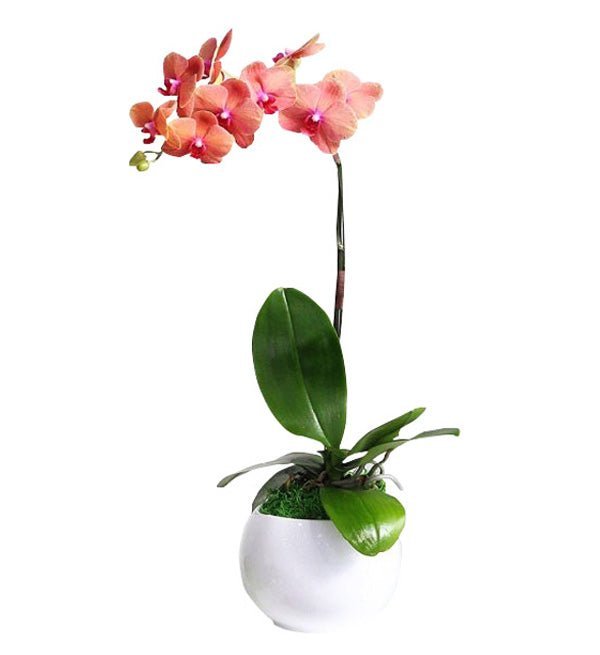 Rạng Danh