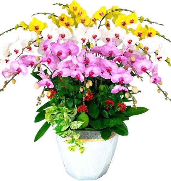 Rực Sắc Vươn Tầm