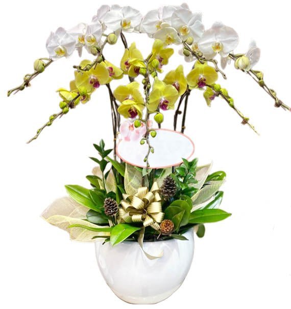 Sắc Dịu Vàng Tươi