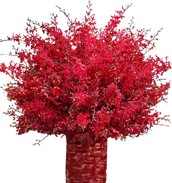 Sắc Đỏ Vương Giả