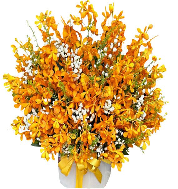 Sắc Moka Rạng Ngời