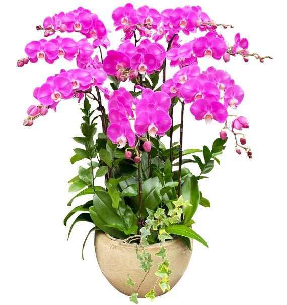 Sắc Tím Hoàng Gia - Hoa Sài Gòn