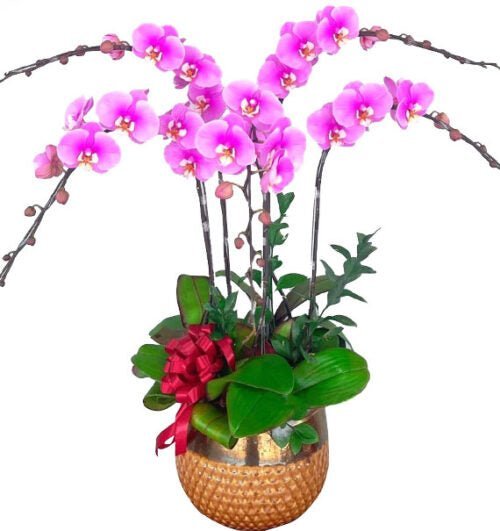Thắm Sắc Yêu Thương