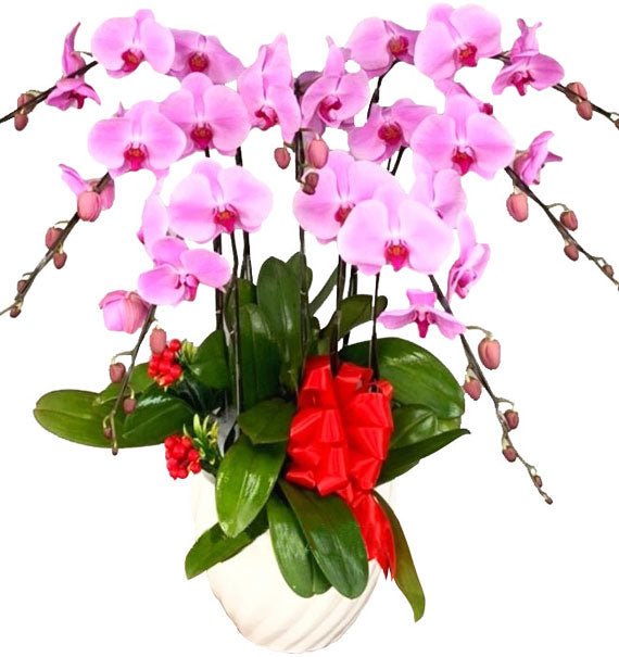 Tháng Hồng Yêu Thương