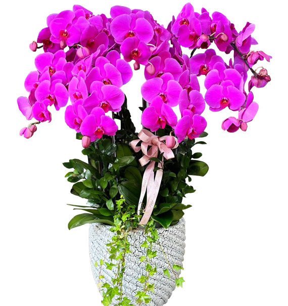 Thất Tinh Như Ý