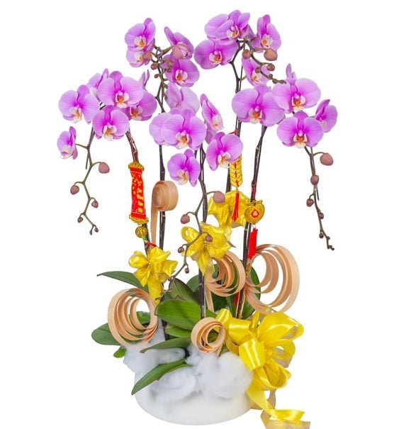 The Orchid Wish